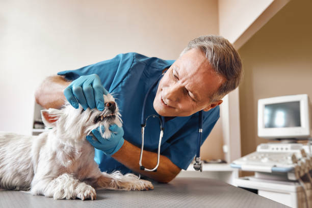 Best Emergency Root Canal Treatment in Shinglehouse, PA